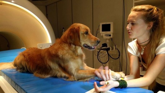 Revelan cómo los perros perciben el mundo