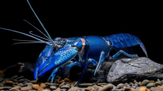 Capturan una langosta azul extremadamente rara