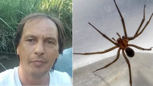 Un vecino de Benavidez fue picado por una araña de rincón y murió a los tres días