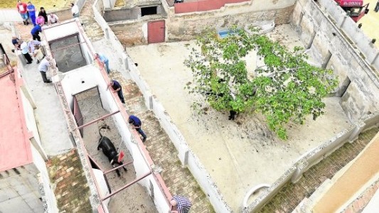 Murió por la corneada del toro que estaba por carnear