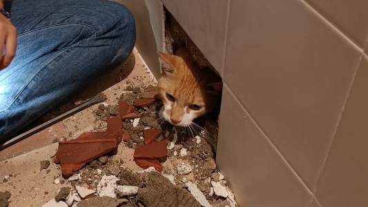 Le hicieron reformas en la bañera y se dejaron el gato dentro de la pared