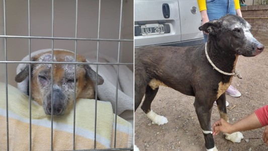 Los perritos sobrevivientes de la explosión de Plaza Huincul buscan un hogar