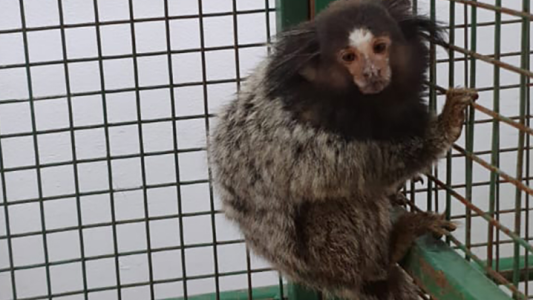 Policía Ambiental recuperó una mona en barrio Cabildo