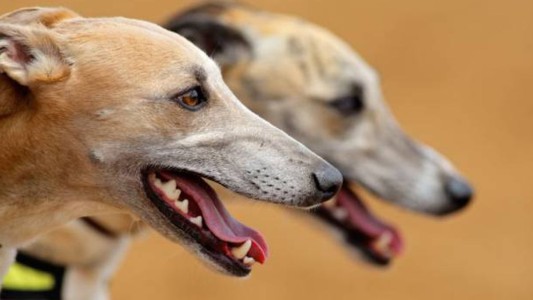 Rescataron más de 60 galgos utilizados para carreras clandestinas