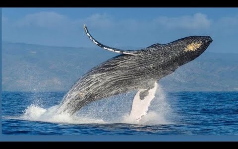 Mirá "la danza de la ballena" en las costas de Necochea
