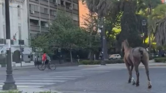 Caballo suelto en las calles de Rosario: sorprendió a vecinos y transeúntes