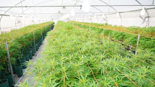 Habilitan la primera planta de producción y procesamiento de cannabis medicinal del país