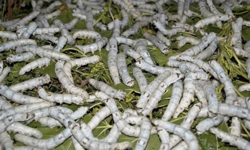 Descubren que dos enzimas presentes en la saliva de los gusanos de la cera pueden degradar plásticos