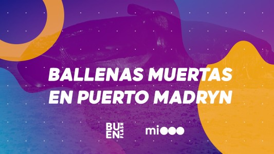 #BuenFlash Ballenas muertas en Puerto Madryn