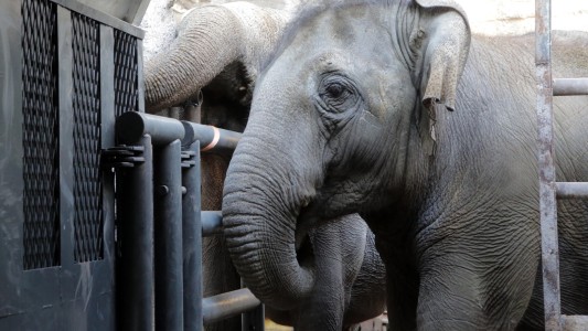 Murió Pocha, la elefanta trasladada desde Mendoza a Brasil