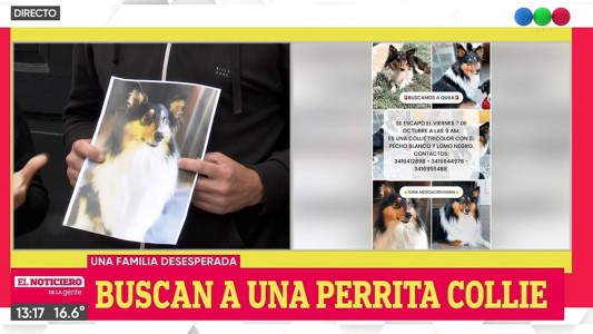 Conmovedora búsqueda de Quila: la perra que se escapó de una guardería y necesita medicación