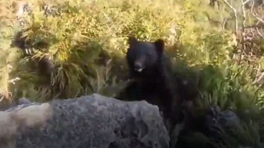 Un montañista peleó salvajemente contra un oso y sobrevivió