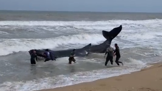 Video: encalló una ballena bebé y voluntarios intentaron con sus manos devolverla al mar