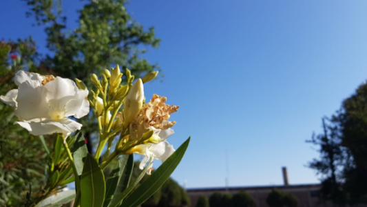 Cielo despejado, ascenso de temperatura, máxima de 31°
