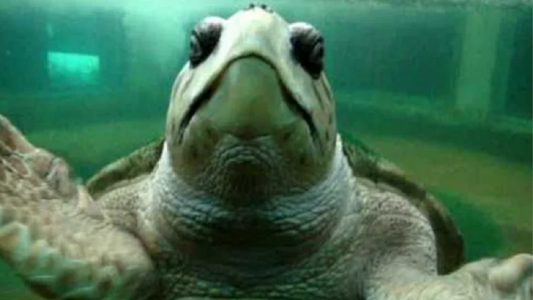 El tortugo "Jorge" fue trasladado a Mar del Plata