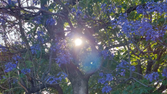 Jornada cálida, cielo despejado, aumento de temperatura