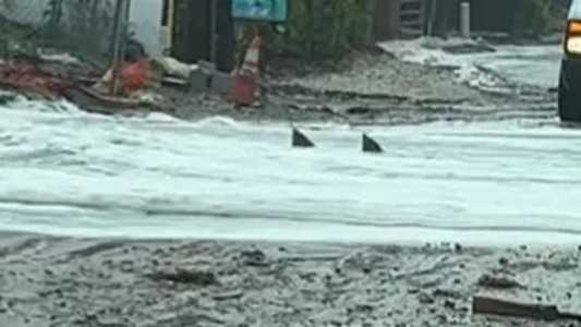 "Tiburones en la calle": el insólito viral de la tormenta Nicole - #FlashChat