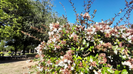 Tiempo ventoso y algo nublado, ascenso de temperatura, máxima de 37°