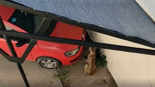 Capturaron un puma suelto en Gral Alvear: murió horas después en la veterinaria