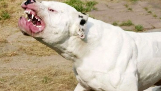 Mendiolaza: dogo argentino atacó a sus dueños provocándole graves heridas