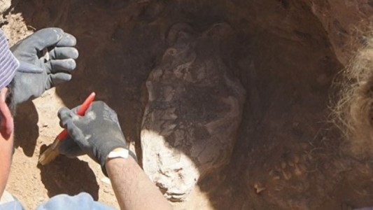 Era del Hielo: obreros de una construcción en Necochea hallaron restos de un "Tigre Dientes de Sable"