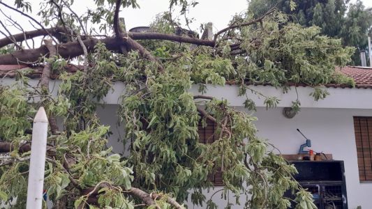 Les cayó un árbol sobre la tapia en barrio Parque Los Molinos