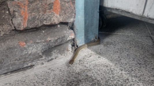 Una serpiente apareció en el centro de Córdoba