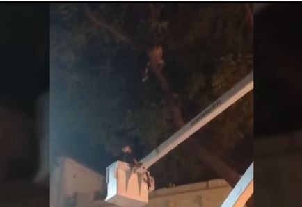 Por culpa de la Gata Flora: se trepó a un árbol para rescatar a una gatita y tuvieron que llamar a los bomberos