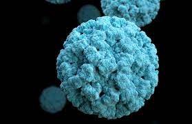 Se conoció cuál es el virus que causó el brote de diarrea en Florianópolis