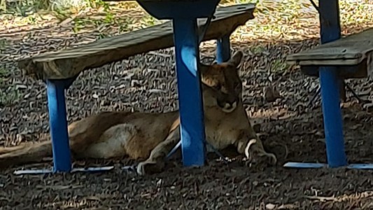 Alerta en San Marcos Sierras por la presencia de un puma