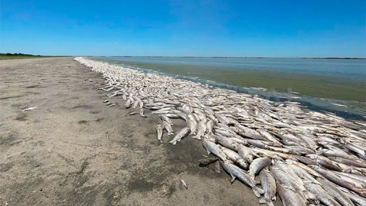 Santa Fe: La canalización de lagunas y los agroquímicos son la causa de la mortandad de miles de peces