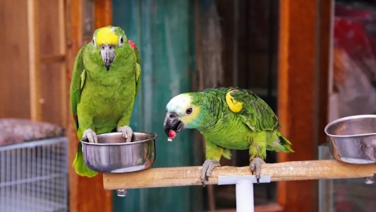 Qué es y cómo prevenir la psitacosis, la gripe del loro