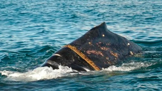 Puerto Madryn: Detectaron una ballena con una soga enrollada en su cuerpo