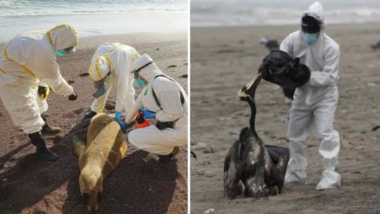 Perú reporta la muerte de 585 lobos marinos y 55.000 aves por gripe aviar