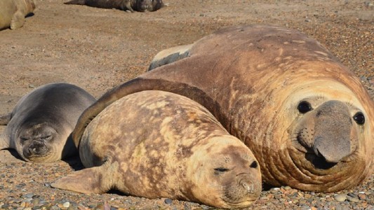 Buscan investigadores para “peinar” y extraer piojos en elefantes marinos bebés de Puerto Madryn
