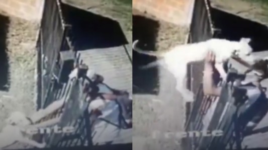 A través de la reja, le robó el perro a una vecina: fue identificado y enfrenta una causa