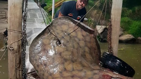 Pescó una raya de 250 kilos en el río Paraná