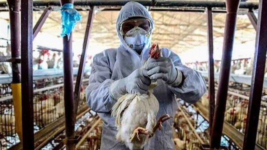 Confirman nuevos casos de gripe aviar en aves de traspatio en Córdoba y Salta