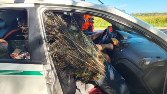 Nuevos casos positivos de influenza aviar en aves de traspatio en la Provincia