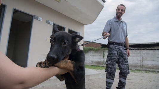 Aduana graduó a seis de sus perros y reconoció otros 12 por importantes hallazgos de droga y divisas