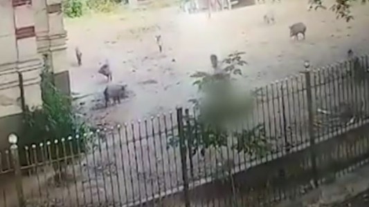 Video: Ingresó en un bioparque, le pegó con una piedra a un jabalí y se lo llevó