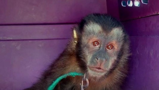 Rescatan un mono capuchino y otras especies silvestres dentro de un domicilio en Merlo