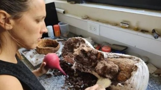 Dos niños caminaban por la playa de Mar del Plata y encontraron un gliptodonte de 5 millones de años