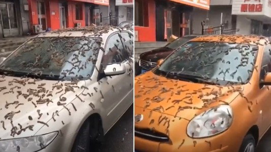 Video: la misteriosa "lluvia de gusanos" en China