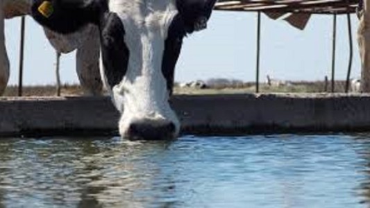 Tragedia en un tambo: una nena de 1 año murió ahogada en un bebedero de animales