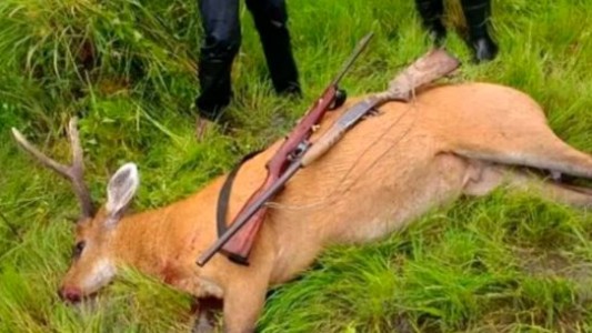 Demoran a tres hombres que cazaron un ciervo de los pantanos, monumento natural en Corrientes