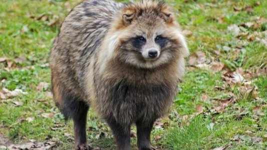 La OMS sugiere que los perros mapache podrían haber sido el origen del coronavirus