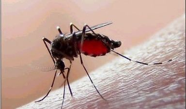 Crece la preocupación por casos de dengue y chikunguña
