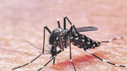 Kreplak: "Estamos en el momento máximo de pico de una epidemia de dengue"