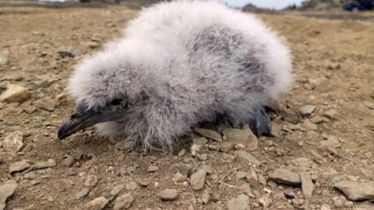 Después de 40 años renace el petrel buceador, una ave en peligro de extinción